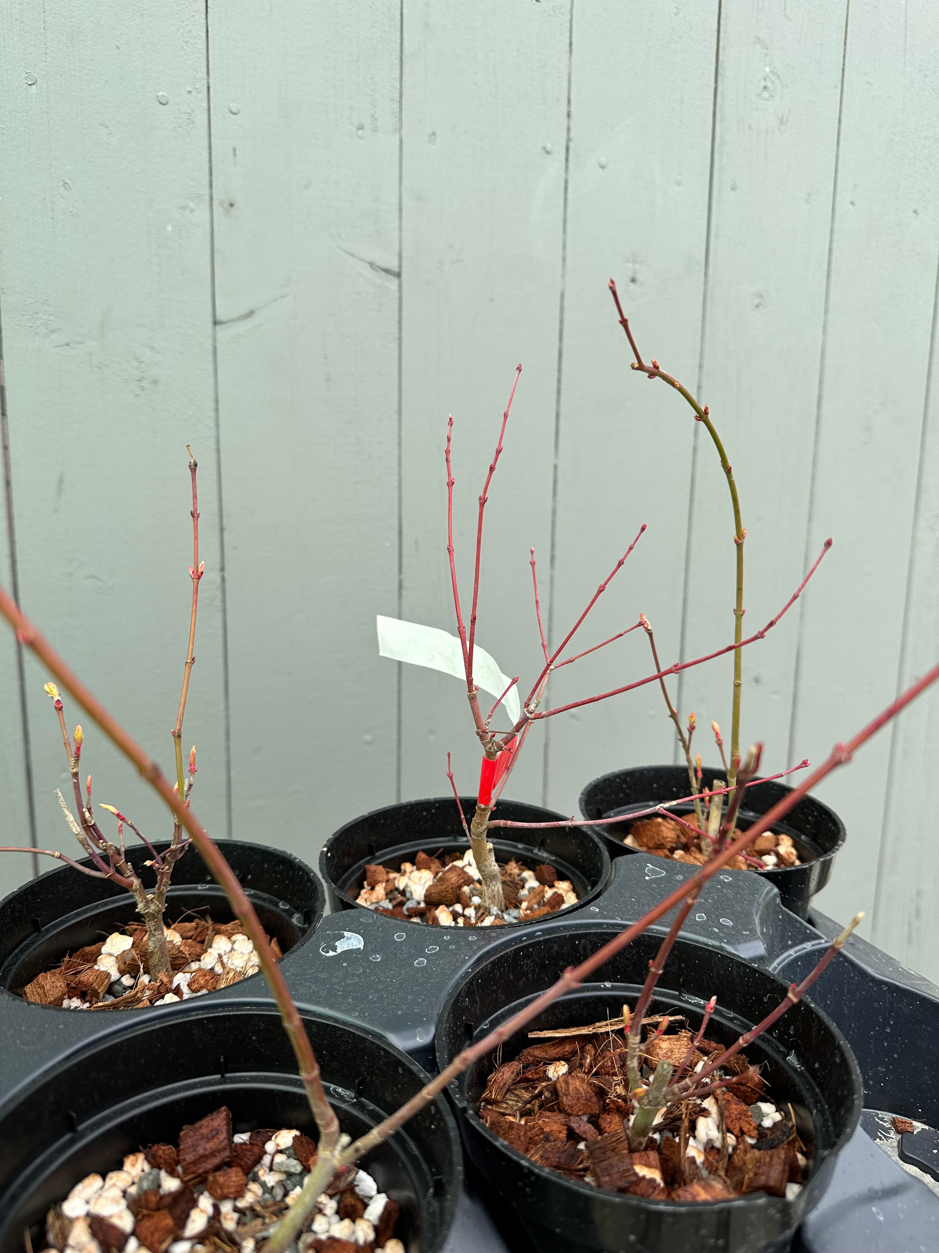 Japanese Maple 'Katsura'
