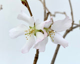 Prunus nipponica 'Kurilensis'