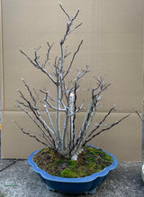 Magnolia (Karasu)