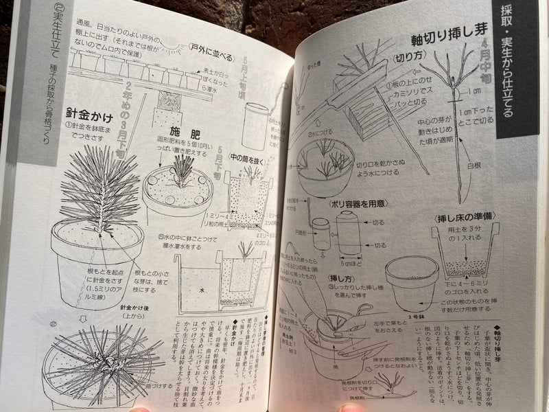 Kyosuke Gun's Illustrated mini bonsai